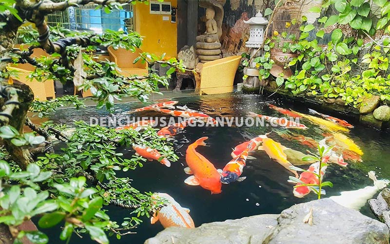 be-ca-koi-dep