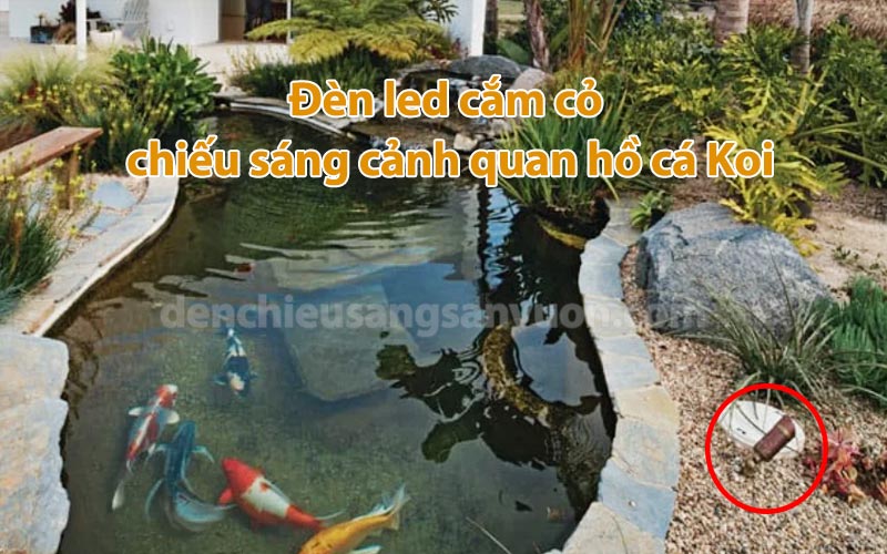 den-led-cam-co-chieu-sang-ho-ca-koi